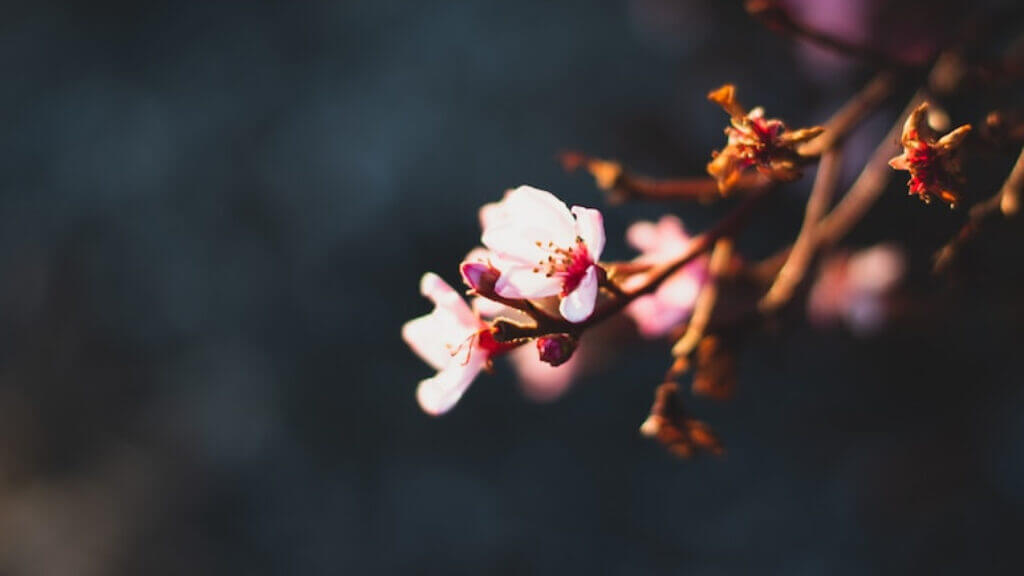 Cherry Blossom to inspire hope for clients with anxiety and trauma