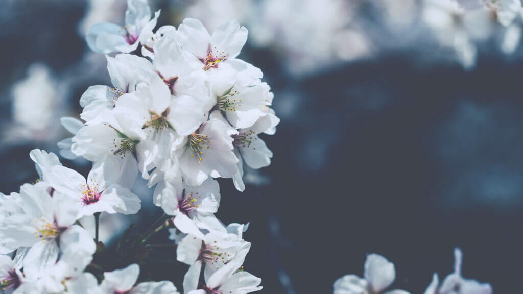 This is a picture of white flowers to create a sense of calm.