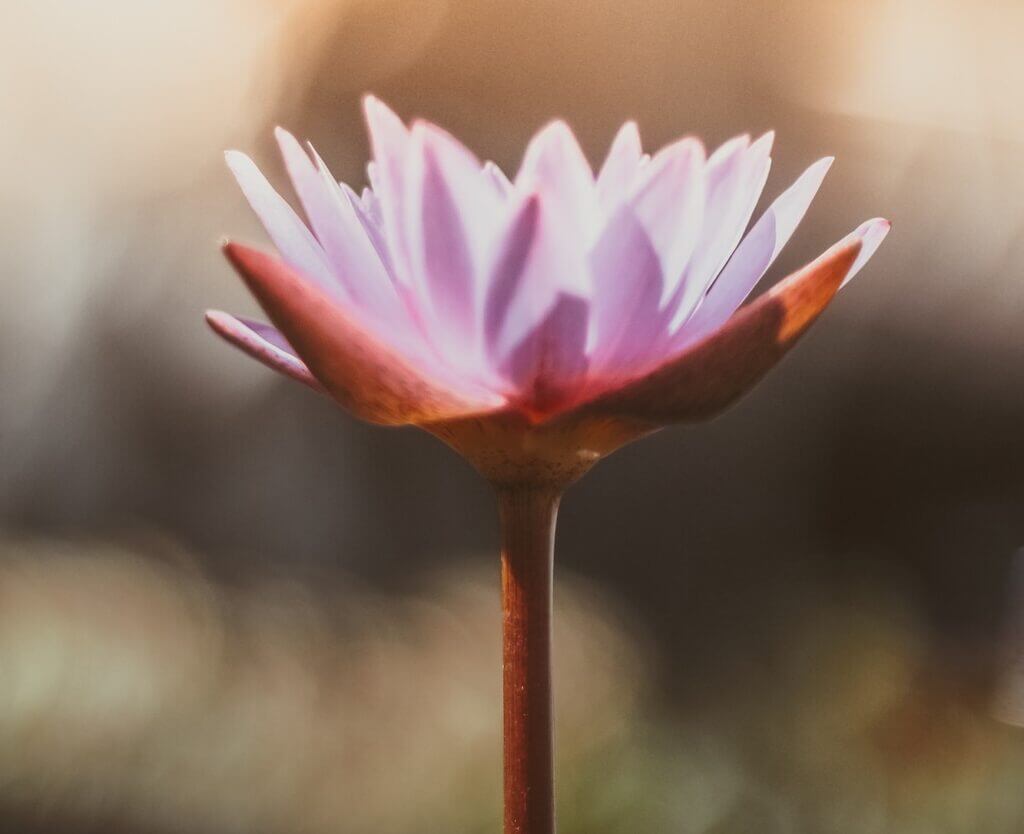 Pink flower to convey a sense of resilience provided by somatic psychotherapy