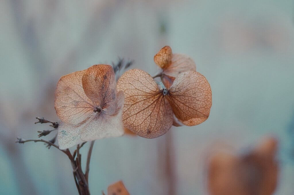 Plant on hazy background representing calm