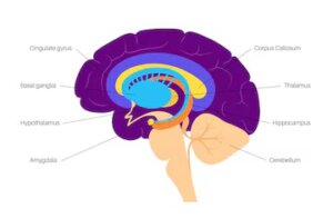 neuroplasticity and the brain