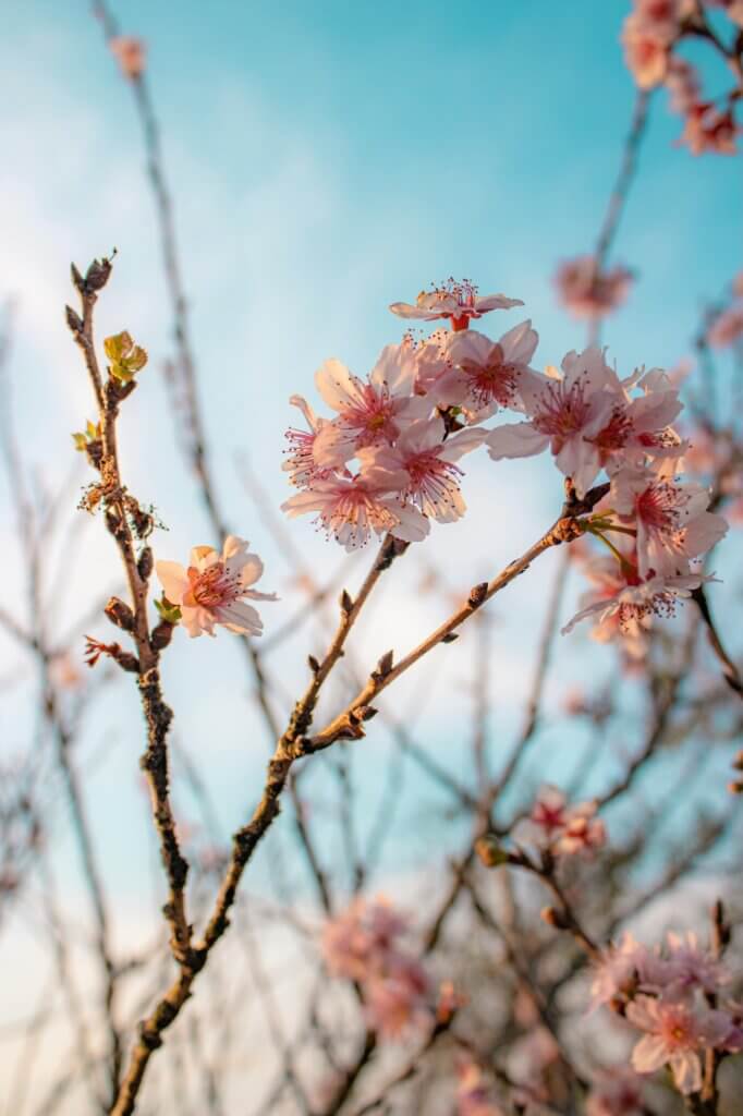 Pink flowers on blue sky healing from trauma in san diego