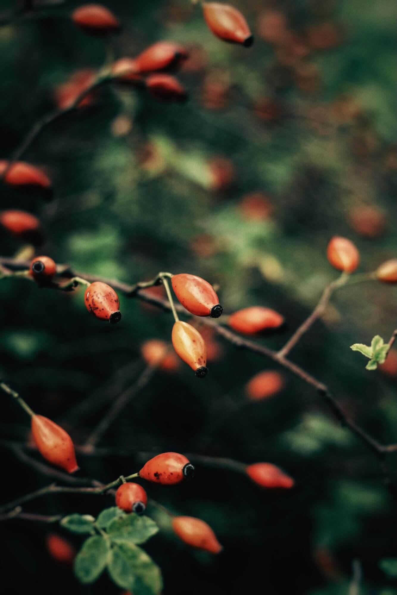 Rosehips on a branch, an example of nature and healing, relevant to Somatic Therapy.