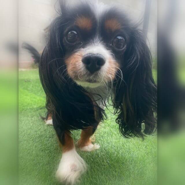 Dobby, a small black and tan Cavalier King Charles Spaniel with long ears, looking at the camera
