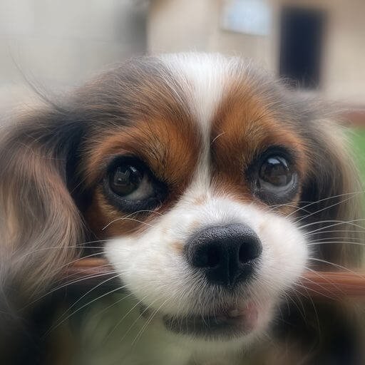 Luna, a tricolor Cavalier King Charles Spaniel, holding a chew stick